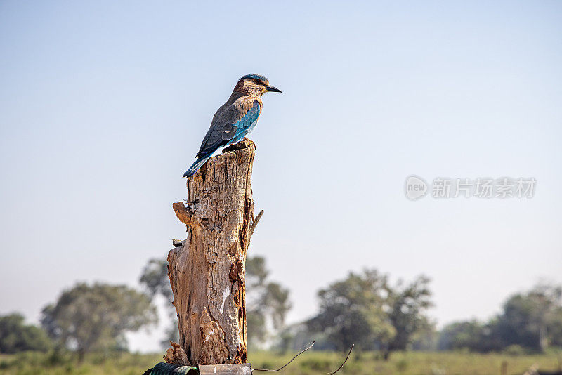 坐在栅栏柱上的印度滚筒(Coracias benghalensis)